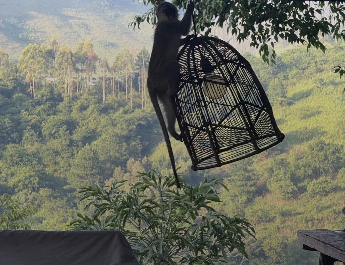 A vervet monkey climbing a lantern above the Valley of a Thousand Hills at sunrise