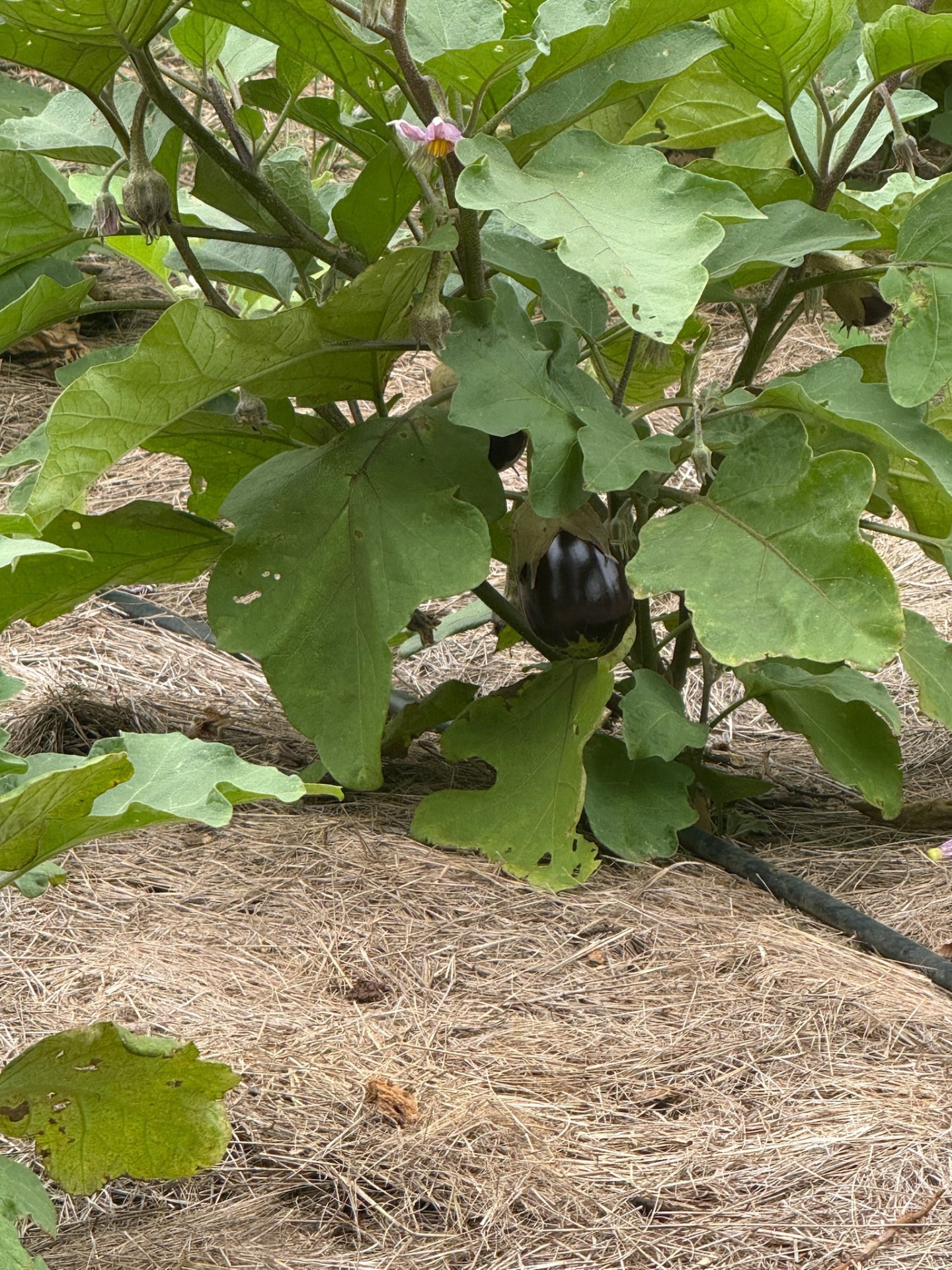 A ripe eggplant growing on the plant in a mulched garden plot