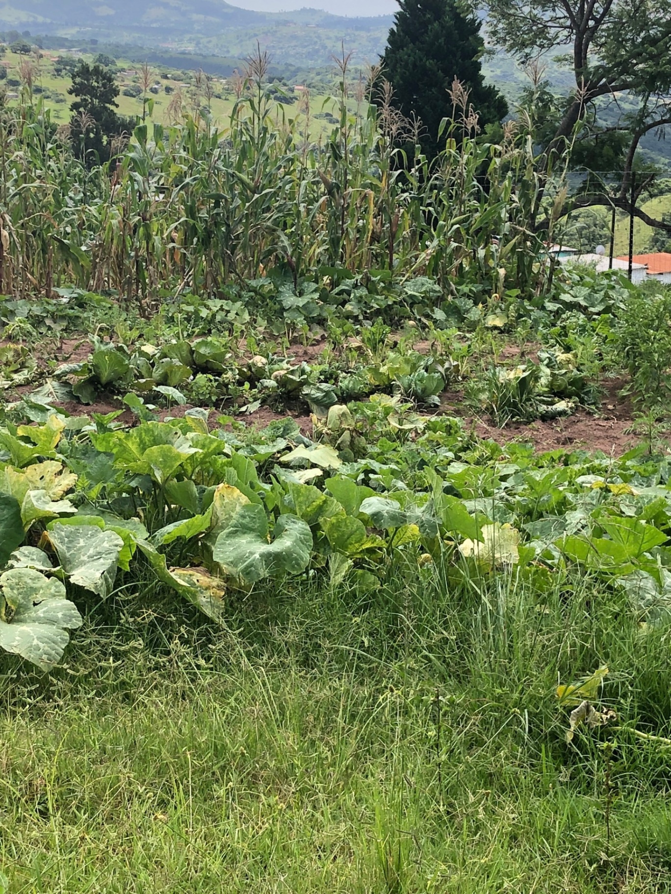 A productive hillside garden in Ntshongweni