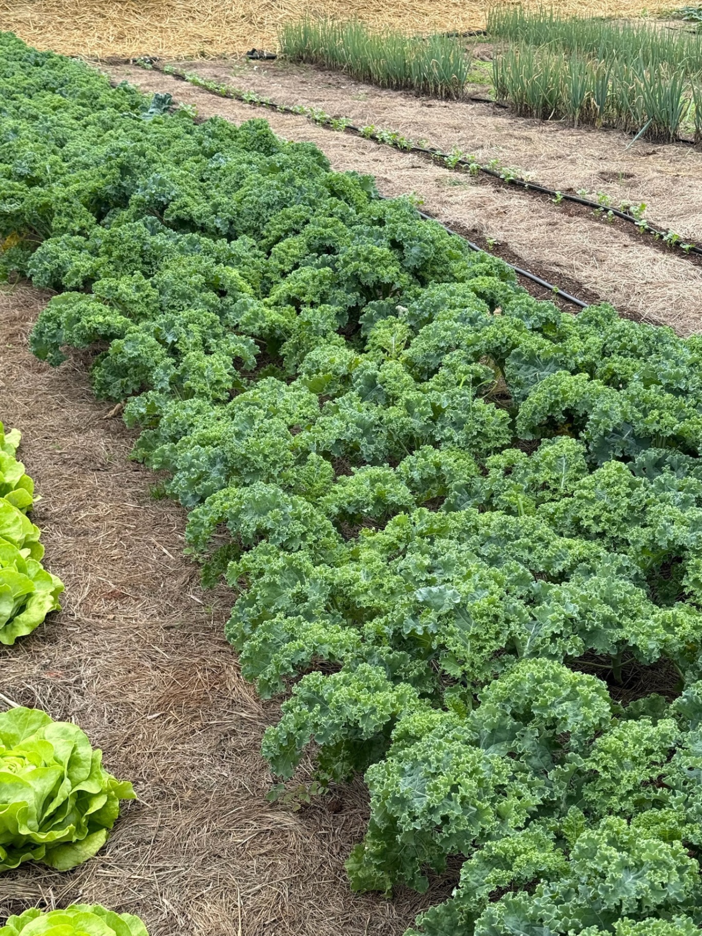 Rows of kale and onions in a mulched community garden bed
